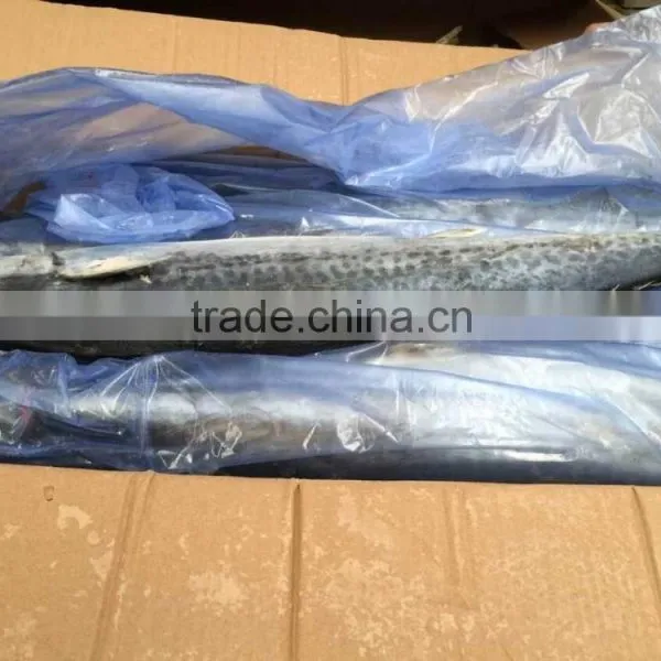 Best Quality Spanish Mackerel Frozen On Board photo-3