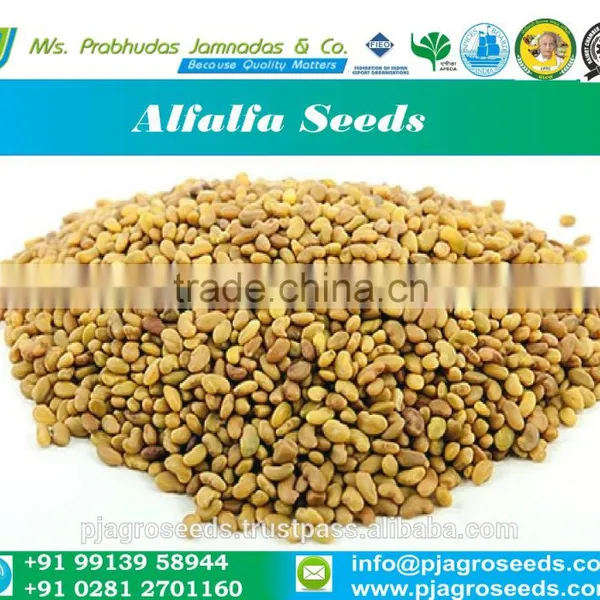 Alfalfa Seed In Forage Seed