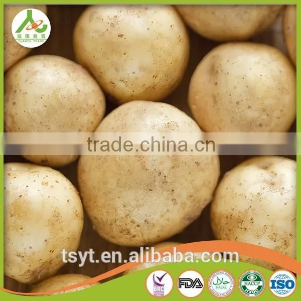 Best Quality Fresh Irish Potatoes Potato photo-4