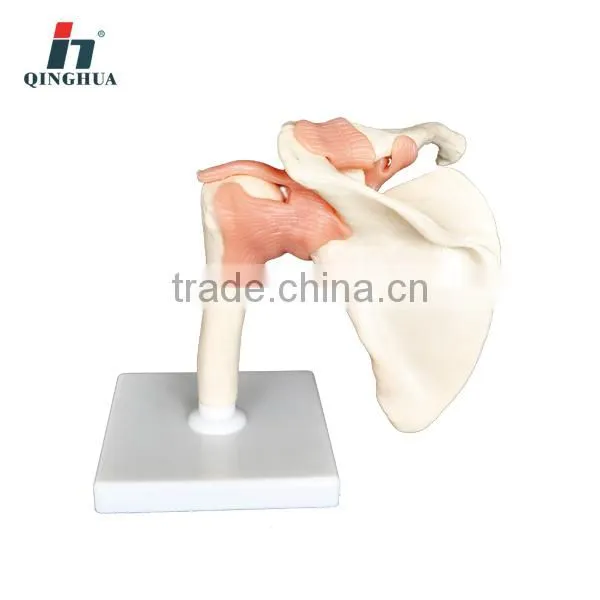 Shoulder joint-functional model half life size