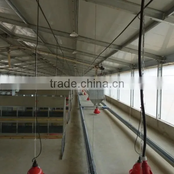 New Design Chicken Shed photo-5