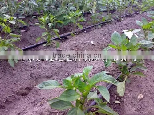 Drip Pipe With Round Dripper photo-6