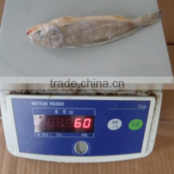 Frozen Yellow Croaker 40/60 G/pc photo-6