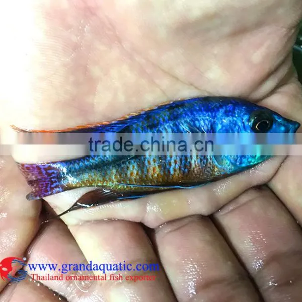 Quality Malawi Cichid Fish Export Company for Company Importer photo-6