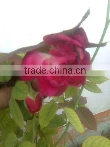 Rose Attar