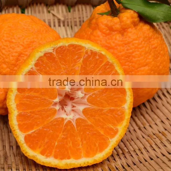 New Crop Ugly Mandarin Orange photo-2