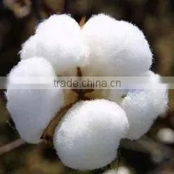 Certified BCI Cotton