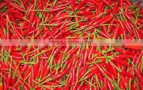 Fresh Hot Red Chili With Best Price photo-3