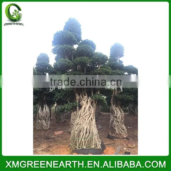 Ficus Microcarpa Big Bonsai 4m (4) photo-2
