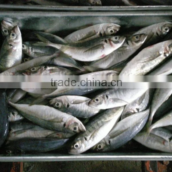 Land Frozen Small Size Horse Mackerel or Sacd photo-4