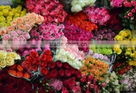 Cut Roses Exporters in India/tajmahal Roses Suppliers photo-2
