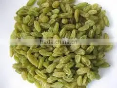 Green Dried Raisin Good Quality photo-4