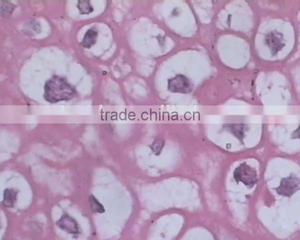 Superfine Medical Prepared Microscope Slides of Moving-point Muscle photo-3