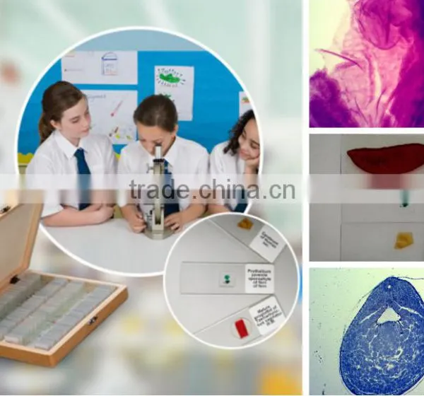Chick Embryology Teaching Slides,embryology Slides