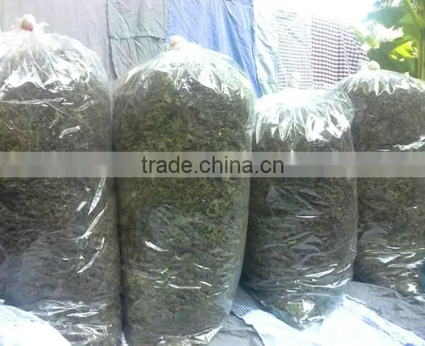 Dried Thai Herbal Kaempferia Parviflora Black Ginger Root photo-4