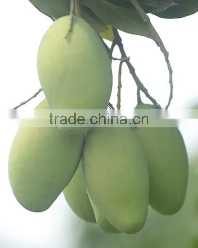 Sweet Fresh Mango