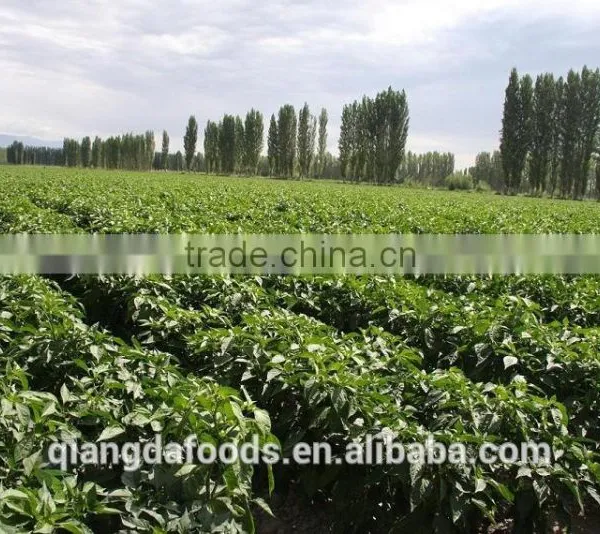 Chinese Premium Quality Water-washed Carton Package Paprika photo-6