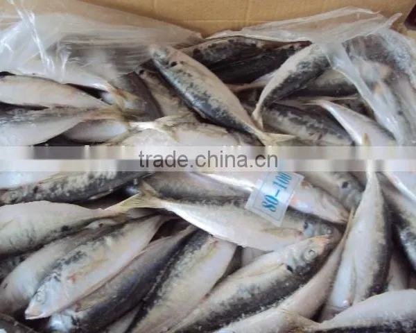 Frozen Whole Horse Mackerel Fish photo-6