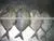 BLACK POMFRET/ CHANDA/ BUTTERFISH photo-5