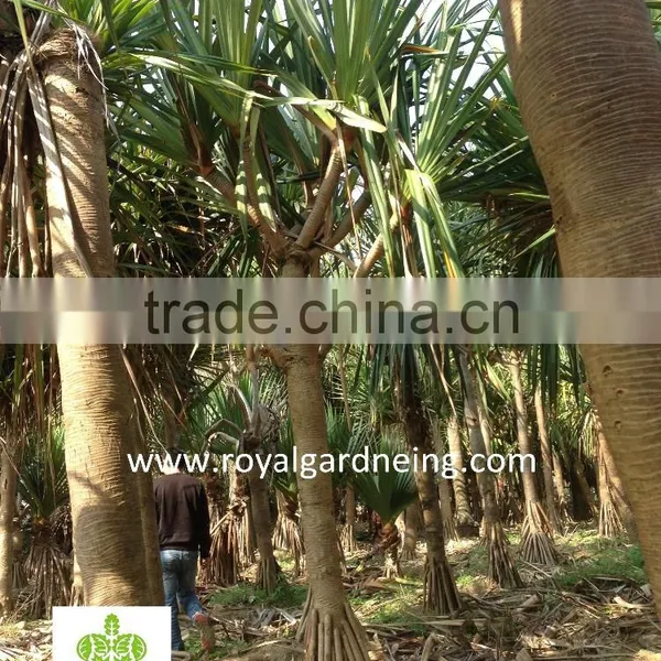 Pandanus Utilis High 4-5m Landscaping Tree photo-4