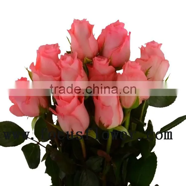 Wholesale Fresh Cut Rose Rose Flowers Diana With 0.8_1.2kg/bundle From Kunming photo-6