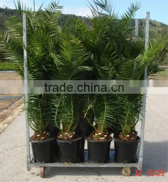 Phoenix Canariensis From 80/100 in 5 Liters Pot photo-4