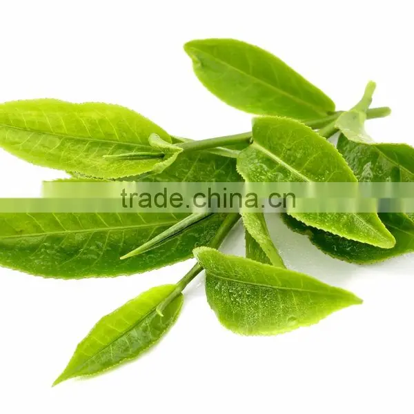 Pure Green Tea At Bulk Producers photo-2