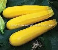 Yellow Beauty Early Maturity Yellow Skin Hybrid Squash Seeds photo-4