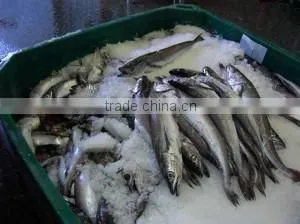 WR Frozen Hake photo-4