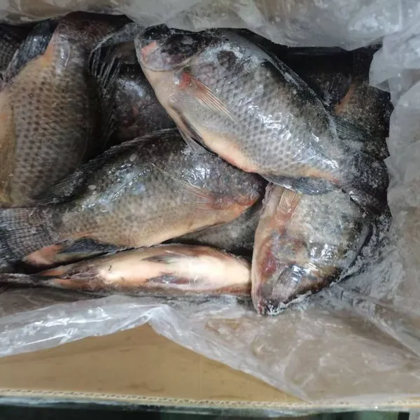 Sea Bass - Barramundi - Tilapia - Red Drum Fish - Crisp Grass Carp - Snakehead Fish - Golden Pomfret - Mackerel photo-3