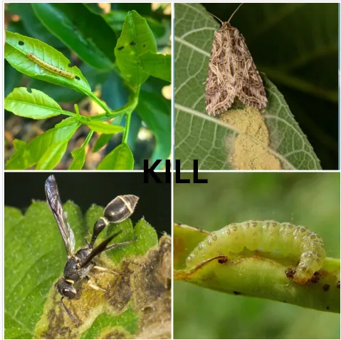 Broad Insecticide Spectrum Chlorfenapyr 98%TC Agricultural Pesticides photo-2