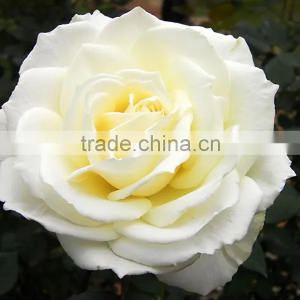 Durable Tineke White Rose Balls Wedding photo-4