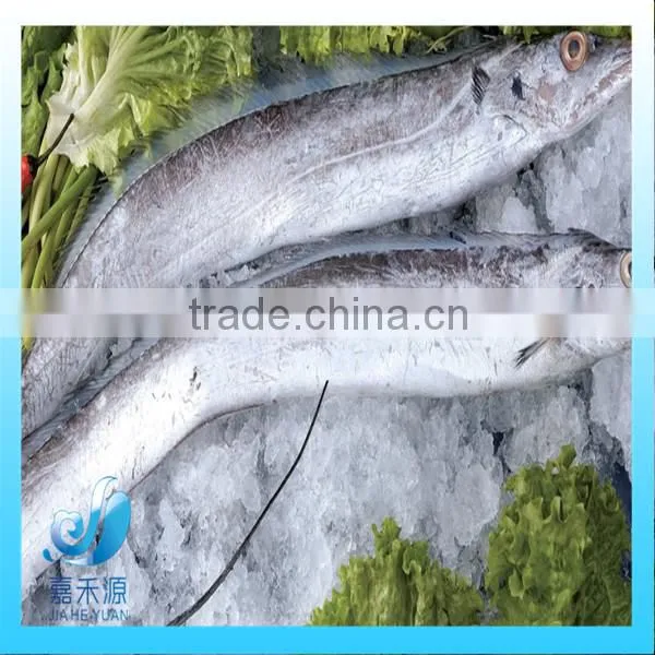 Large Whole Round Ribbon Fish