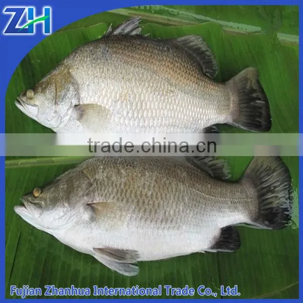 Frozen Seabass Chilean Seabass Fish