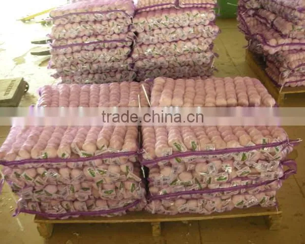 Shandong Garlic photo-5