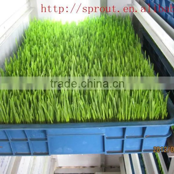 Healthy Automatic Green Bean Sprouting Machine for Sale photo-3