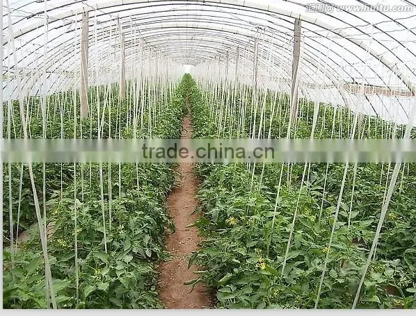 Baler Twine for Greenhouse Tomato photo-2