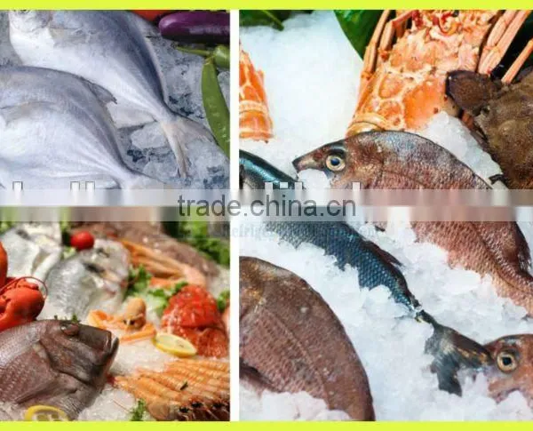 3 Tons per Day Highest Efficiency Plate Ice Making Machine for Sale photo-4