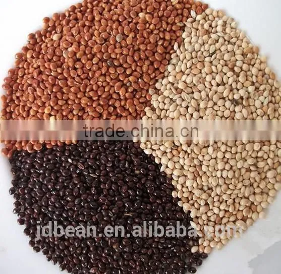 High Quality White Broomcorn Millet (glutinous Broom Corn/proso Millet) photo-2