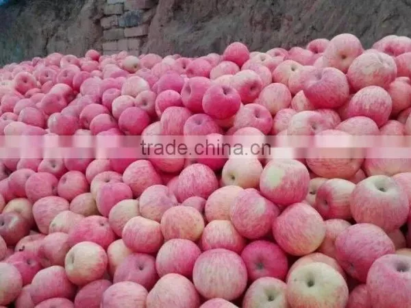 Red Fuji Apple