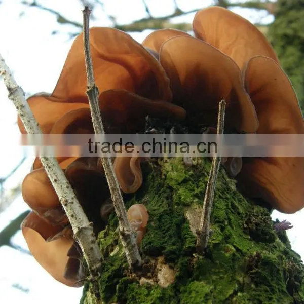 Dried Black Fungus photo-4