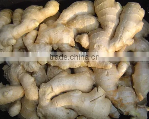 2016 Fresh Ginger photo-4