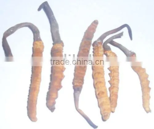 Cordyceps Sinensis/100% Pure Natural Herbal Cordyceps Sinensis