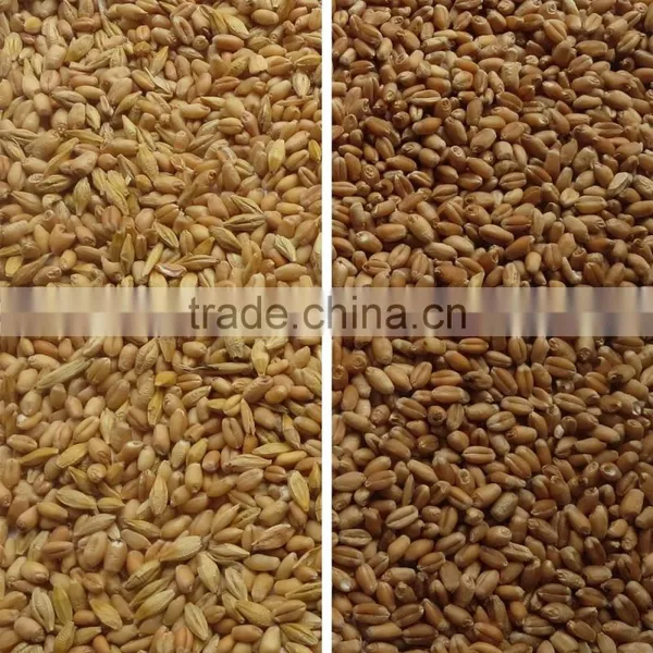 China Manufactory High Production Wheat/rice Color Sorter Machine photo-2