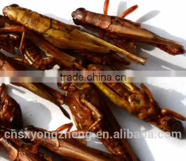 Microwave Dried Locusts High Quality Bird& Fish Food photo-3