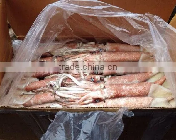 Frozen China Origin Todarodes Pacificus Squid Japanese Flying W/R photo-3