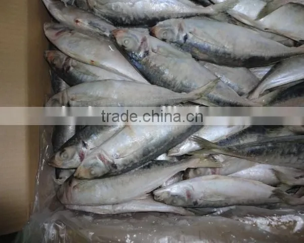 Frozen Horse Mackerel photo-5