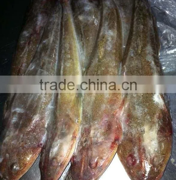 Frozen Fish