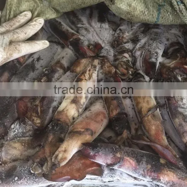Frozen Balck Squid photo-3