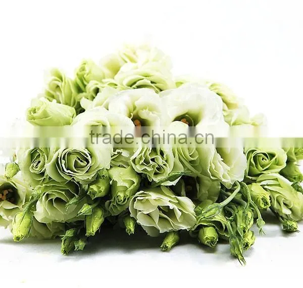 Professional High Quality Fresh Cut Flowers Multicolor Eustoma Flower Bulk Sale From Yunnan,China photo-3